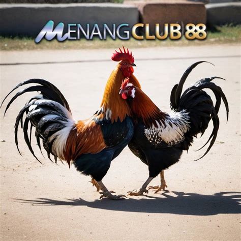 SV388 : Daftar Situs Sabung Ayam online Dan Tajen Online .
